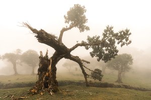 Fogborn by Lee Cooper