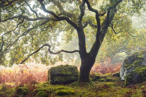 Forgotten Lands by Lee Cooper