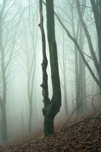 Forgotten Woods, 2024 by Lee Cooper