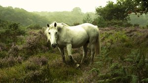 In the Gloaming, 2023 by Lee Cooper