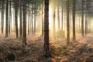 Mirkwood, 2025 by Lee Cooper