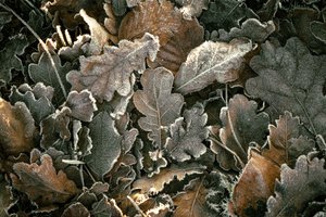 Murmurs and Branches by Lee Cooper