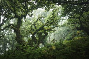 Nocturne Grove by Lee Cooper