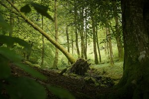 Sentinel Tree, 2024 by Lee Cooper