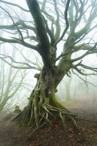 Spring Unfolds