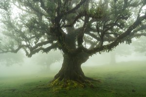 Tales of the Forest, 2025