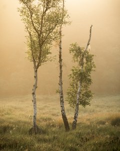 Tales of the Forest IIII by Lee Cooper