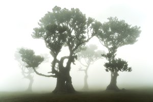 The Forest Remains by Lee Cooper