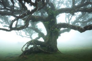 The Forest Remains IIII by Lee Cooper