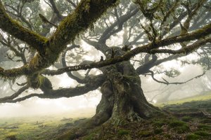 The Forest Remains II by Lee Cooper
