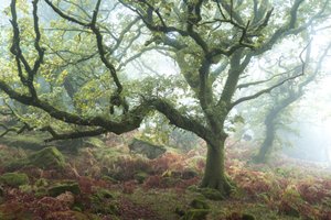 The Old Path by Lee Cooper