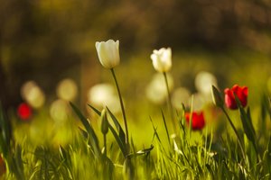 The Quiet Hour by Lee Cooper