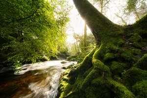 Twilight Grove, 2024 by Lee Cooper