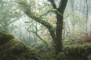 Where Moss Remembers