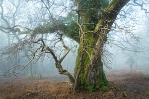 Wild Silence by Lee Cooper