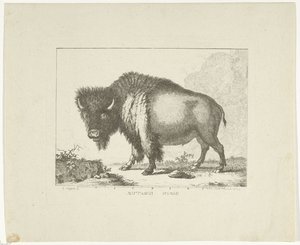 Bison