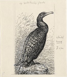 Cormorant