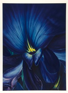 Chinese Delphinium