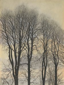 Tree in the Sky