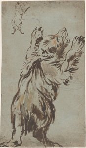 Studies of a Bear