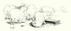 A long-tailed pig, or a short-tailed pig (engraving) by Leonard Leslie Brooke