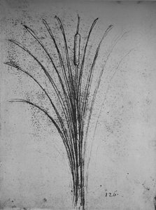 A Bulrush