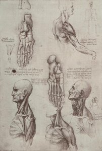 Anatomy Studies