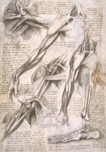 Anatomy Studies by Leonardo da Vinci
