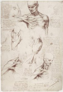 Anatomy Studies: The Surface Muscles of Neck and Shoulder by Leonardo da Vinci