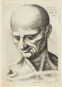 Bald-headed Man