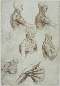 Leonardo / Neck-Shoulder Musculature / f. 136v by Leonardo da Vinci