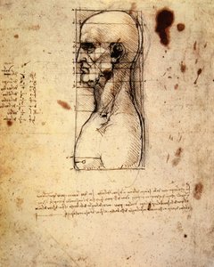 Male Head in Profile with Proportions by Leonardo da Vinci