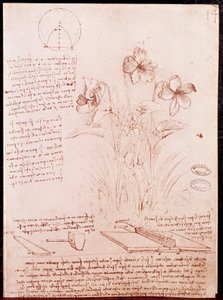 Notes and Sketches of Botany and Geometry: Narcissus