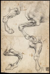 Studies of Horse