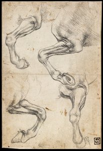 Studies of Horses Leg by Leonardo da Vinci