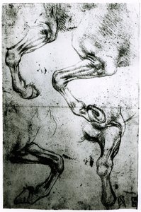 Studies of Horses