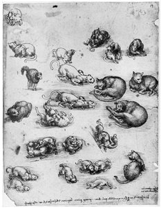 Studies of Cats by Leonardo da Vinci
