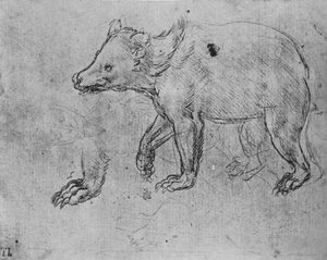 Study of a Bear, c1480