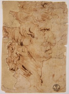 Unknown Image by Leonardo da Vinci