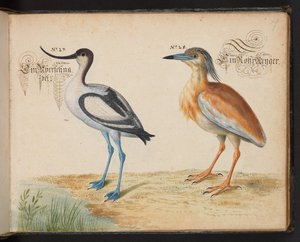 Avocet and Squacco Heron