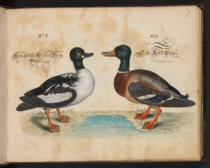 An Exact Natural Description and Delineation of the Water-Fowls, Fishes, Fourfooted Beasts, Insect, and Worms, which are found in the waters at Strasbourg by Leonhard Baldner