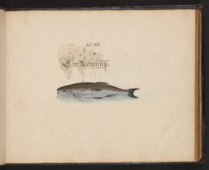 An Exact Natural Description and Delineation of the Water-Fowls, Fishes, Fourfooted Beasts, Insect, and Worms, which are found in the waters at Strasbourg by Leonhard Baldner