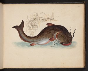 An Exact Natural Description and Delineation of the Water-Fowls, Fishes, Fourfooted Beasts, Insect, and Worms, which are found in the waters at Strasbourg by Leonhard Baldner