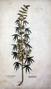 Cannabis Sativa (Hemp cultivative) - in 