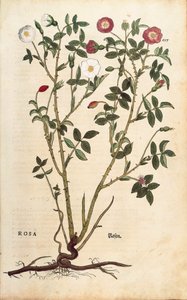 Evergreen Rose (Rosa sempervirens) from Notable Commentaries on the History of Plants by Leonhard Fuchs