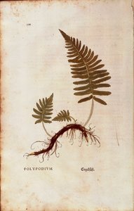 Fern, Common Polypody by Leonhart Fuchs from De historia stirpium commentarii insignes by Leonhard Fuchs