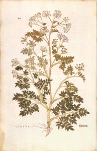 Hemlock - Conium maculatum (Cicuta) from De historia stirpium commentarii insignes (Notable Commentaries on the History of Plants), coloured engraving by Leonhard Fuchs