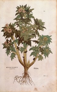 Henbane - Hyoscyamus niger (Hyoscyamus flavus) by Leonhart Fuchs from De historia stirpium commentarii insignes (Notable Commentaries on the History of Plants) by Leonhard Fuchs