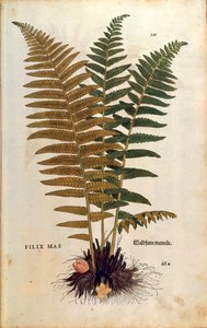 Male fern (Dryopteris filix-mas) by Leonhard Fuchs