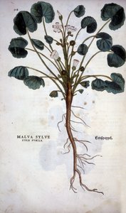 Malva Sylvestre (Great Purple) - in 
